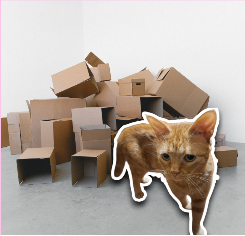 Foto de Melcochito, un gato naranja peruano, en Gatifiko