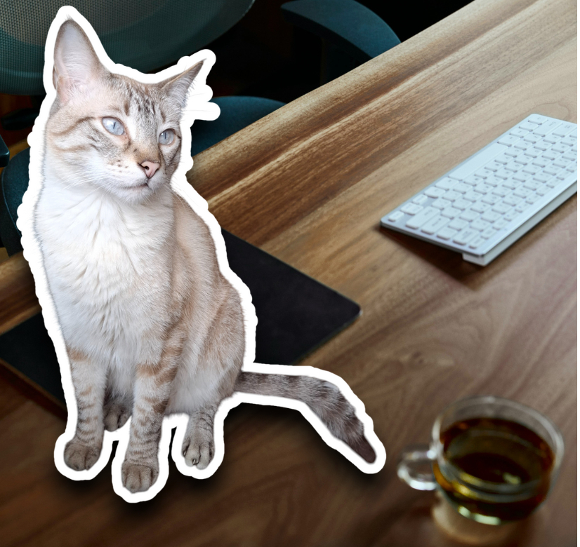 Foto de Pistacho, un gato siamés Tabby point que trabaja en el pet shop peruano Gatifiko