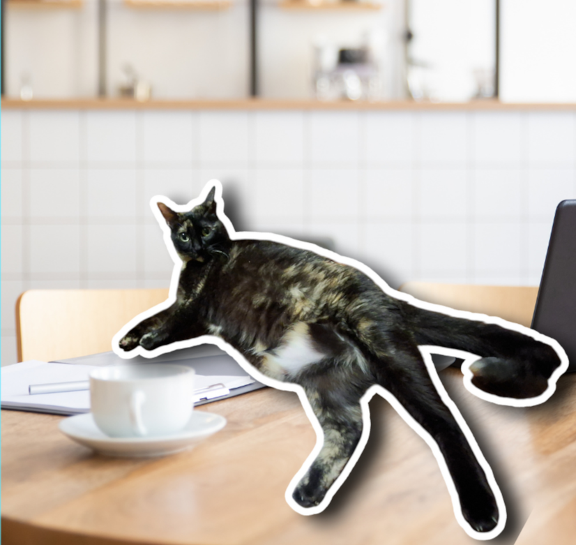 Foto de hermosa gatita carey llamada Tiramisú, trabajadora del pet shop peruano Gatifiko