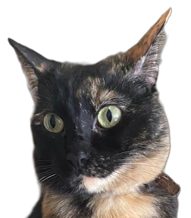 Gatita carey llamada Tiramisú, trabajadora de Gatifiko