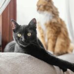 Hermosos gatos dentro de una casa