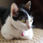 Gatito blanco con mancha negra en la cara y collarcito