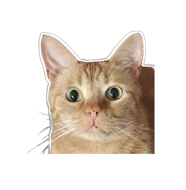 Foto de Melcocho, un gato naranja que trabaja en el pet shop peruano Gatifiko