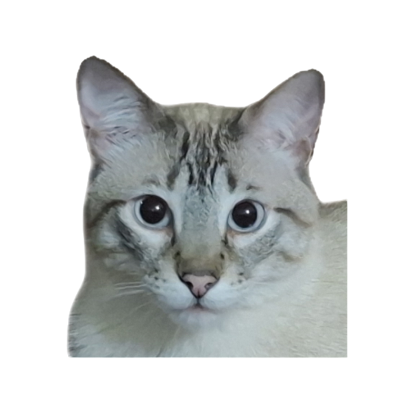 Foto de Pistacho, un gato siamés Tabby point que trabaja en el pet hop peruano Gatifiko